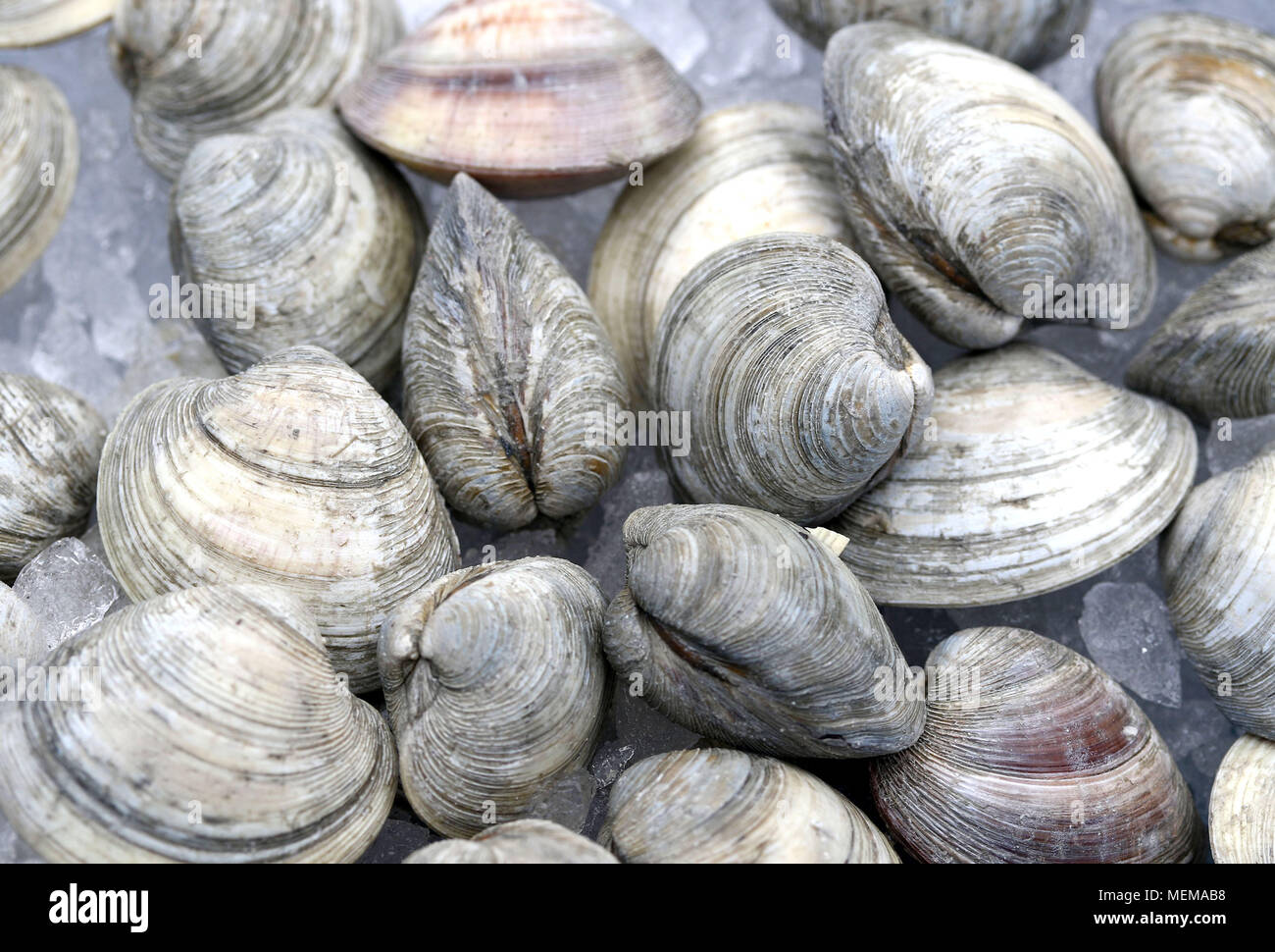 Clams Bivalve Molluscs High Resolution Stock Photography and Images Alamy