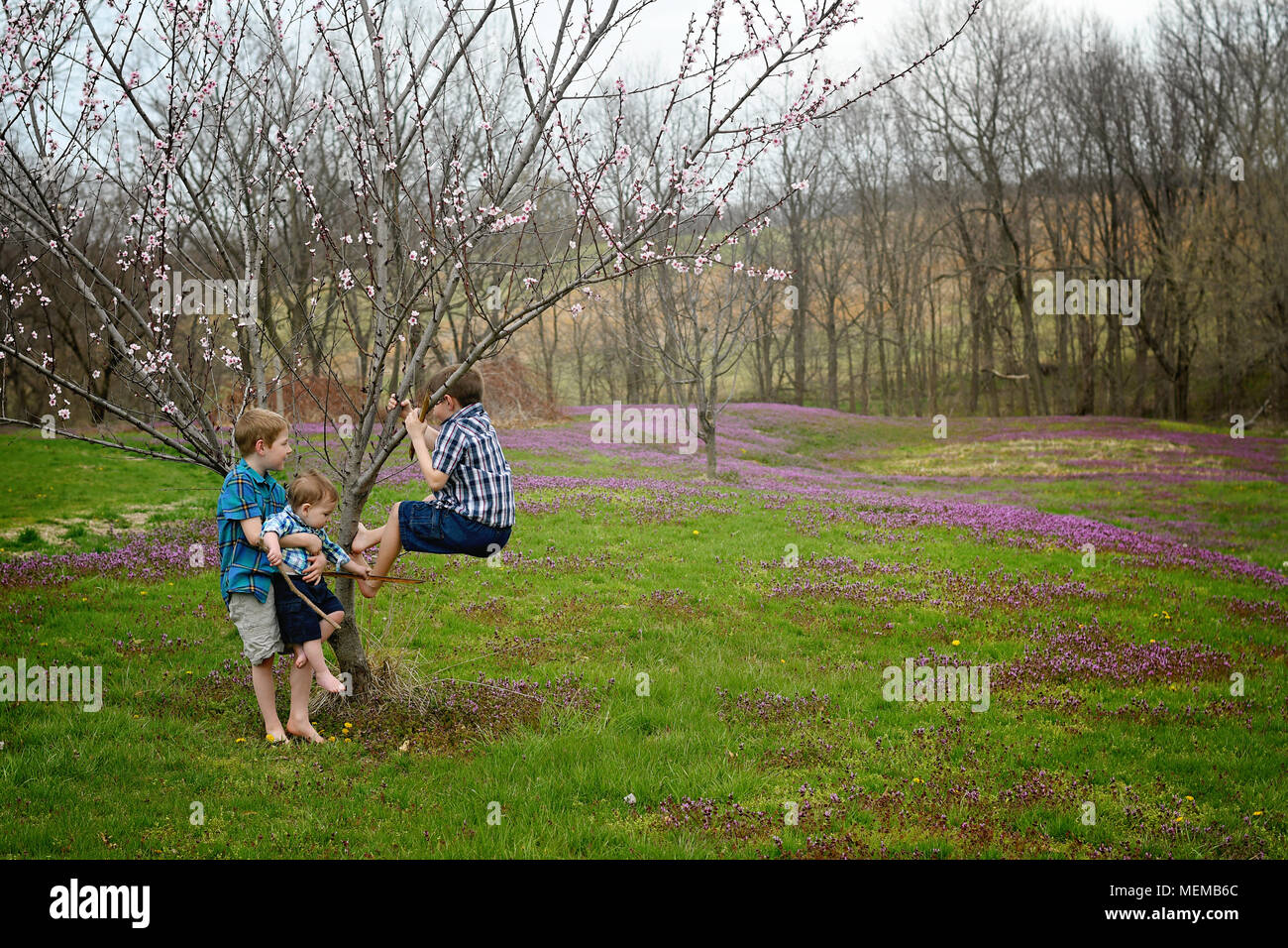 Three brothers together climbing a cherry tree in the spring country landscape Stock Photo