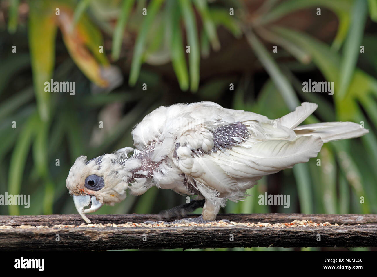 Little Corella, Cacatua sanguinea, with an advanced case of Psittacine Beak and Feather Disease, PBFD, or Avian Circovirus, showing the feather loss,  Stock Photo