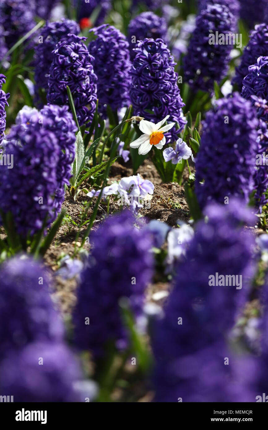 Hyacinth and narcissus (Daffodil ). Field of colorful spring flowers hyacinth on sunlight
