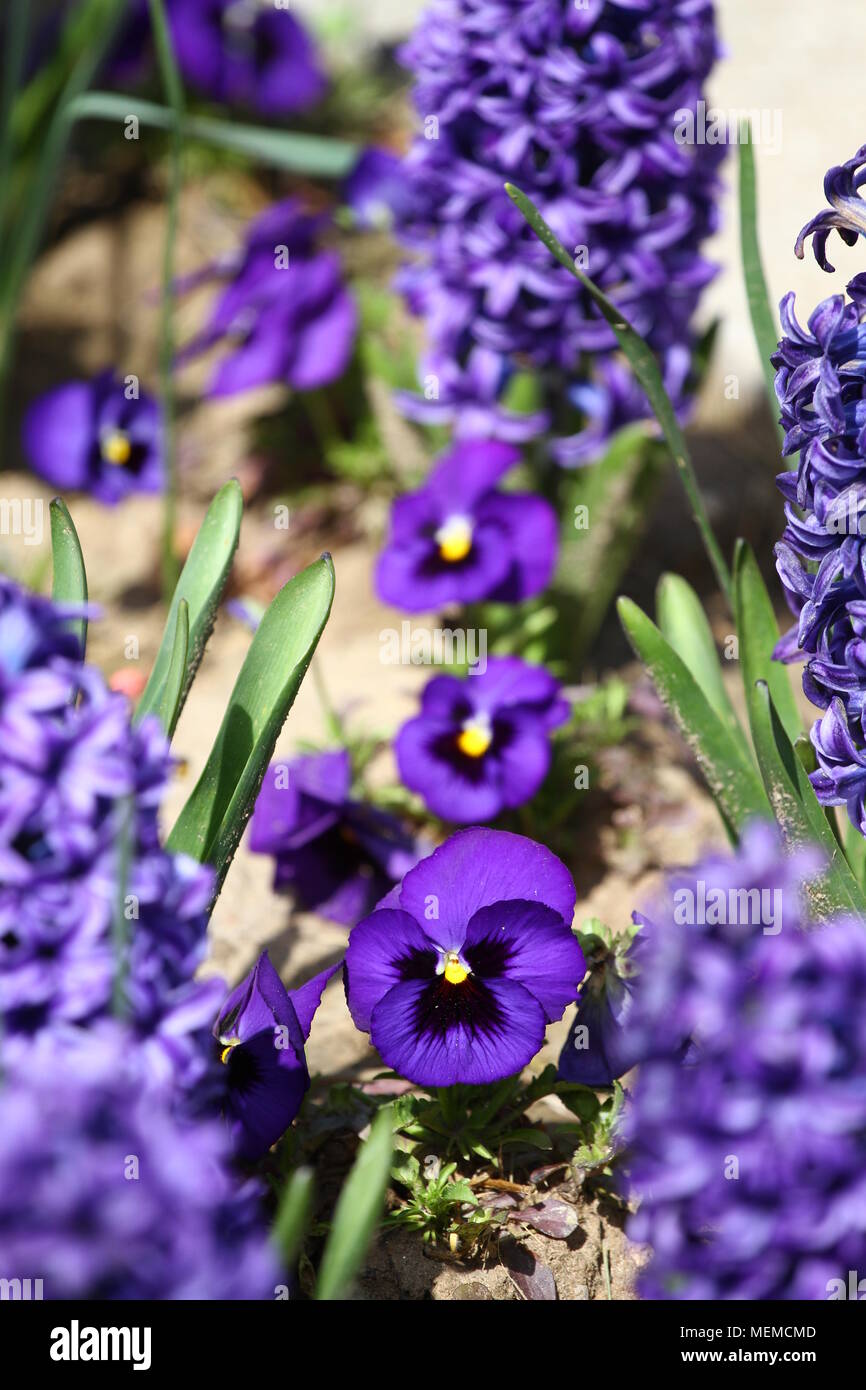 pic Violet Flower No Background https www alamy com spring and summer violets flowers field in the park on a green grass violets flowers wallpaper violets texture and background floral pattern no sh image181157885 html