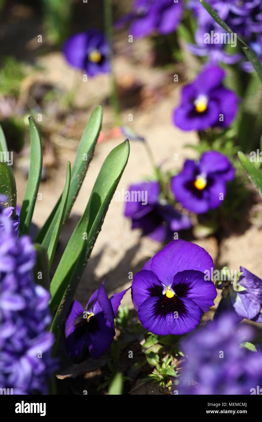 pic Violet Flower No Background https www alamy com spring and summer violets flowers field in the park on a green grass violets flowers wallpaper violets texture and background floral pattern no sh image181157890 html