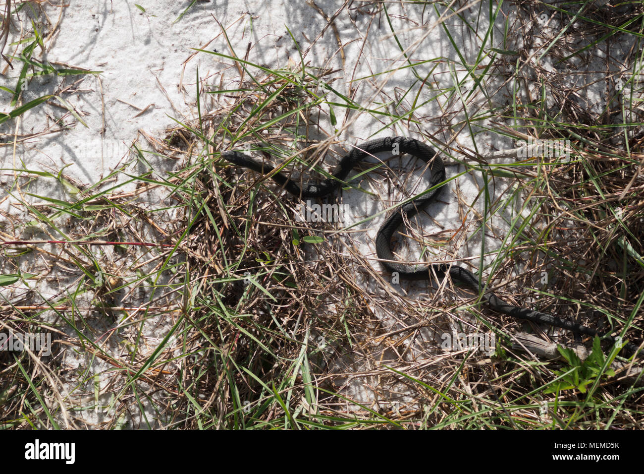 A Blue Racer snake slithering throuth the grass on the beach at the south end of Mobile Bay, Alabama. Stock Photo