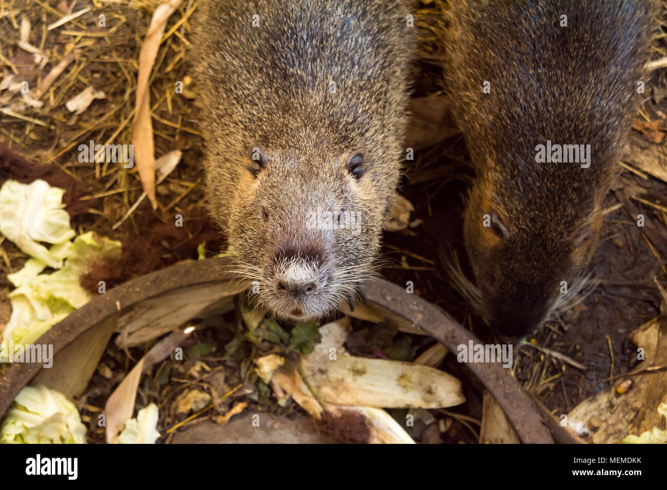 nutria farm. Close-up cultivation of nutria as valuable fur and ellitic meat. Stock Photo