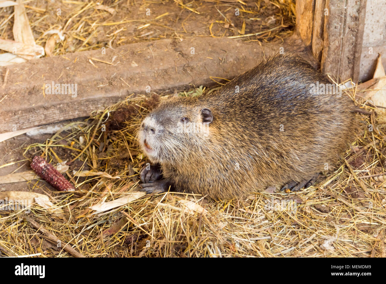 nutria farm. Close-up cultivation of nutria as valuable fur and ellitic meat. Stock Photo