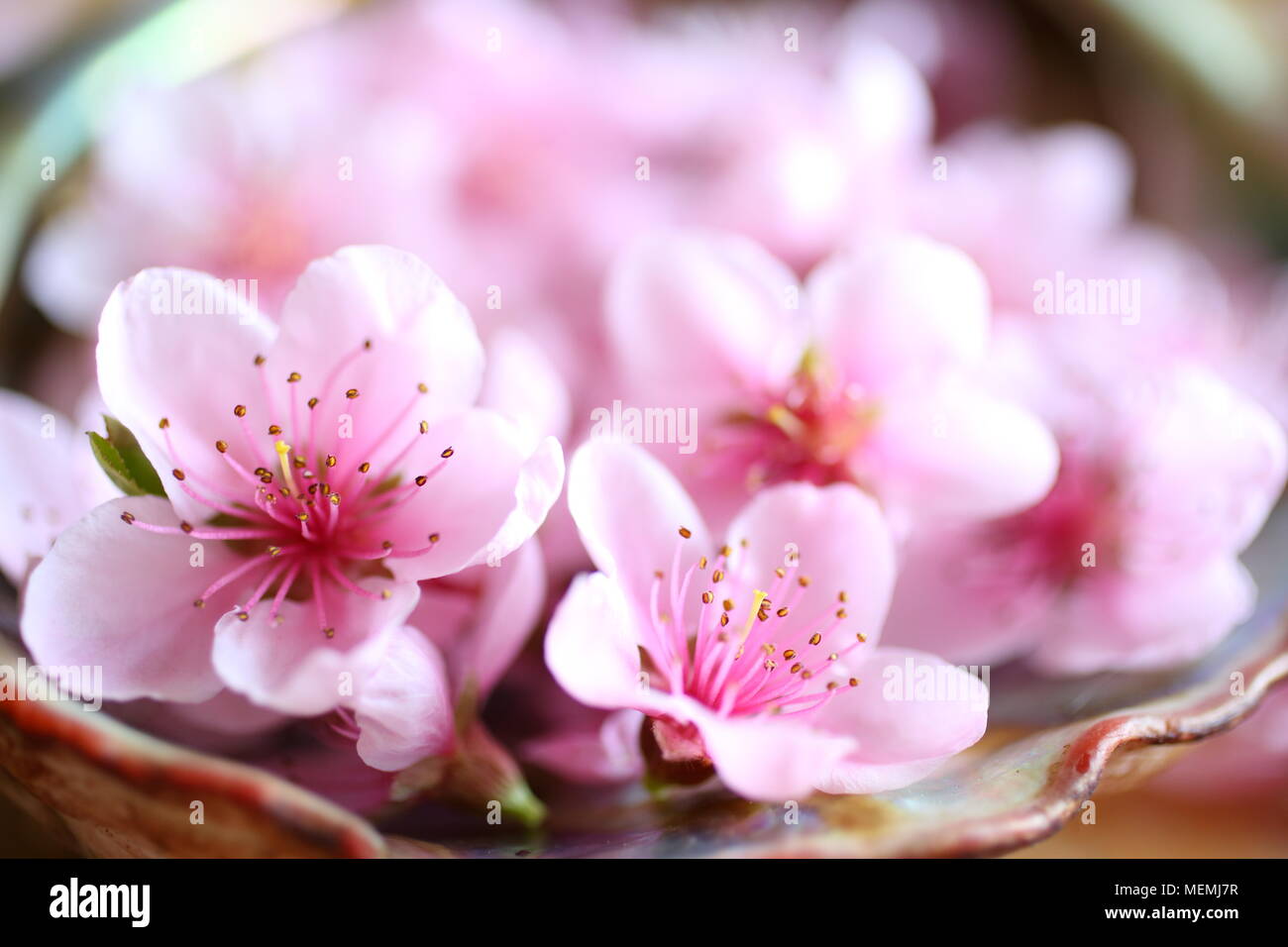 Peach flower Macro Stock Photo