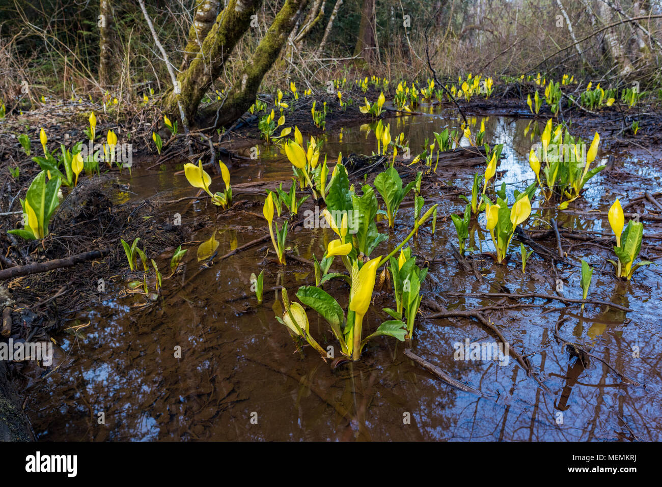 Swamp lanterns aka Skunk Cabbage flowers, Lysichiton americanus, Cumberland Community Forest, Cumberland, Vancouver Island, British Columbia, Canada. Stock Photo