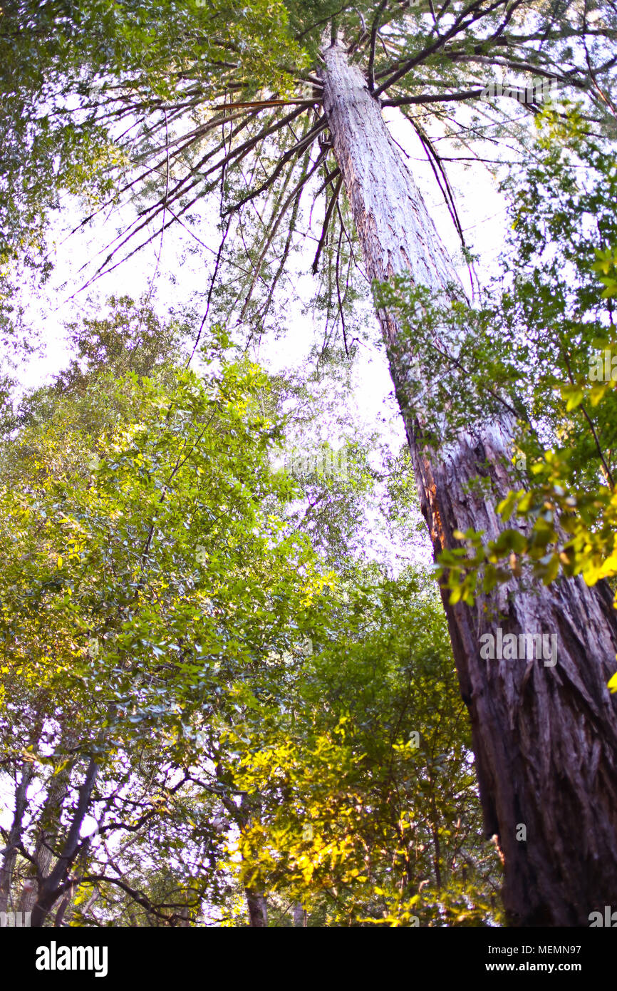 Old Growth Redwood Tree Stock Photo