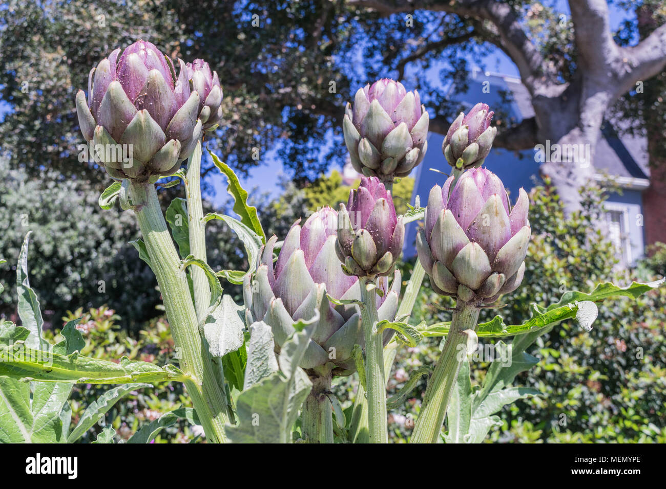 Ornamental artichokes hires stock photography and images Alamy