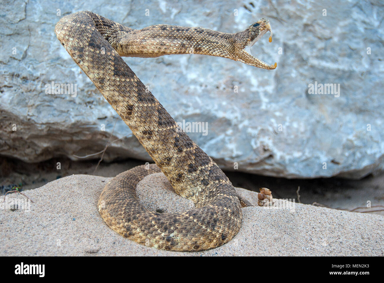 attacking coiled rattle snake in sand with rock background Stock Photo
