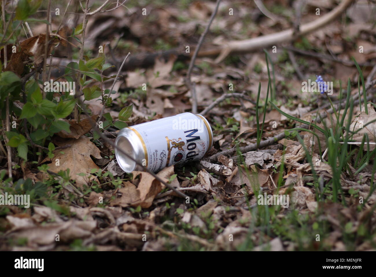 empty beer can left on the side of a nature trail. Stock Photo