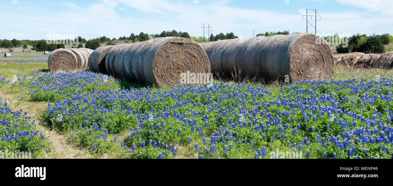Texas bluebonnets in the countyside of Ennis,Texas. Stock Photo