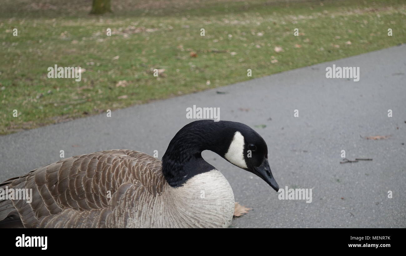Canadian Goose, Geese, Ducks in the park. Various poses (sleeping
