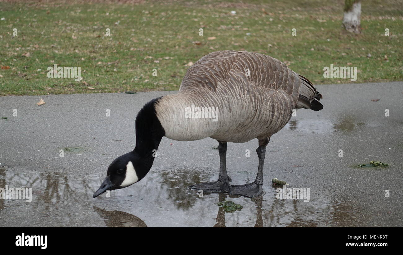Canadian Goose, Geese, Ducks in the park. Various poses (sleeping