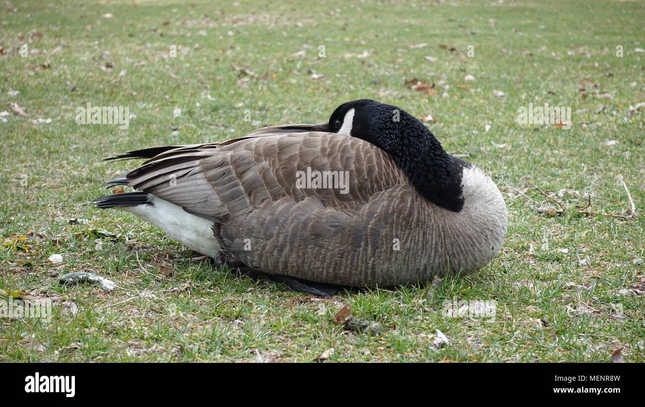 Canada Goose Sleeping High Resolution Stock Photography and Images - Alamy
