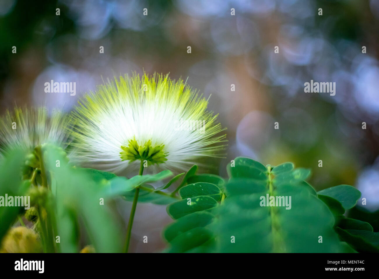 Isolated Albizia kalkora white flower against green and magenda out of focus background Stock Photo