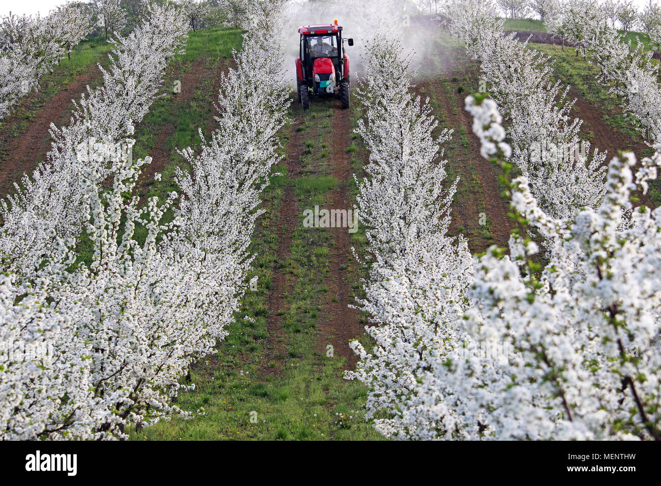 tractor sprays insecticide in cherry orchard spring season Stock Photo