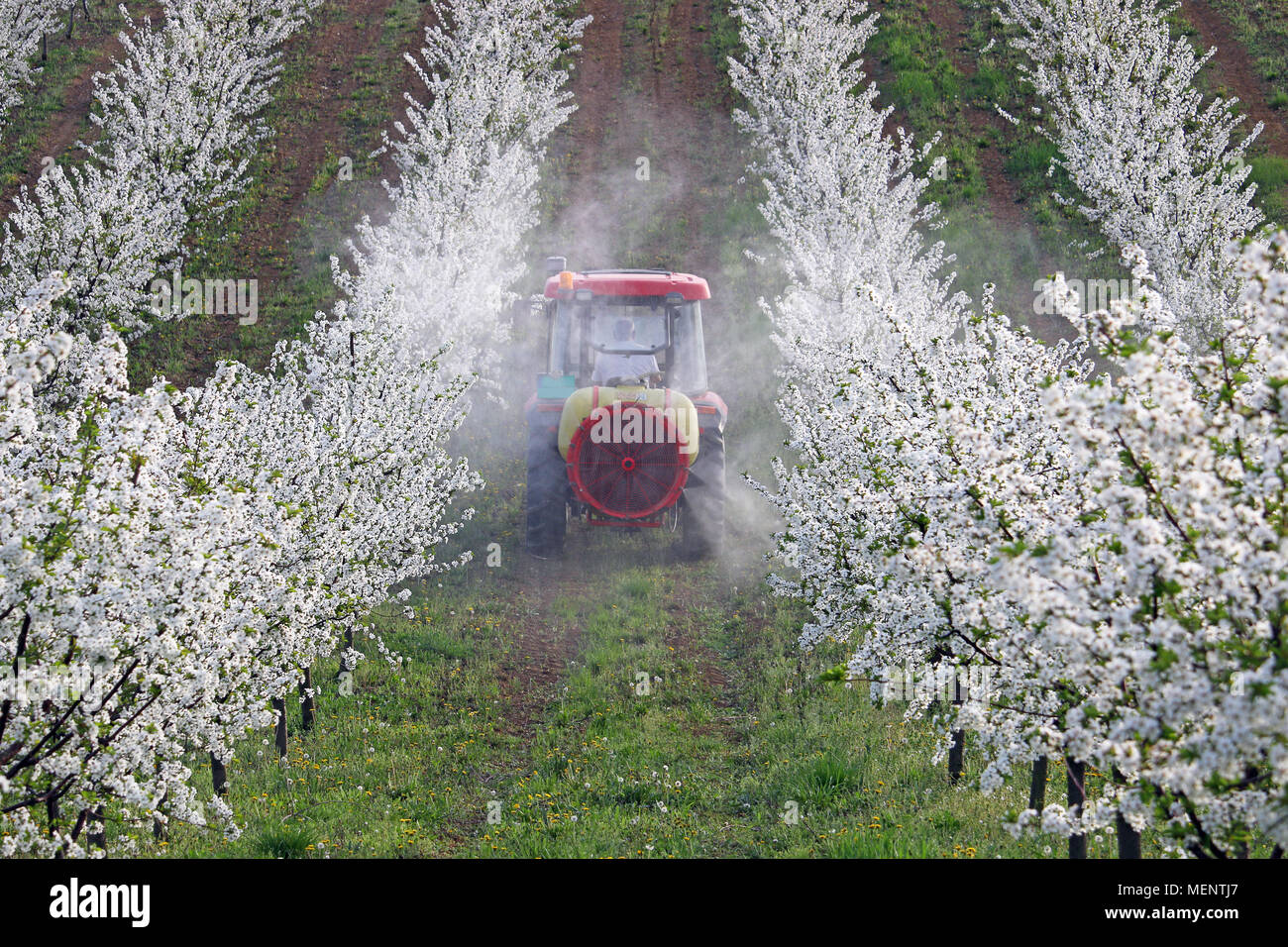 tractor sprays insecticide in cherry orchard Stock Photo