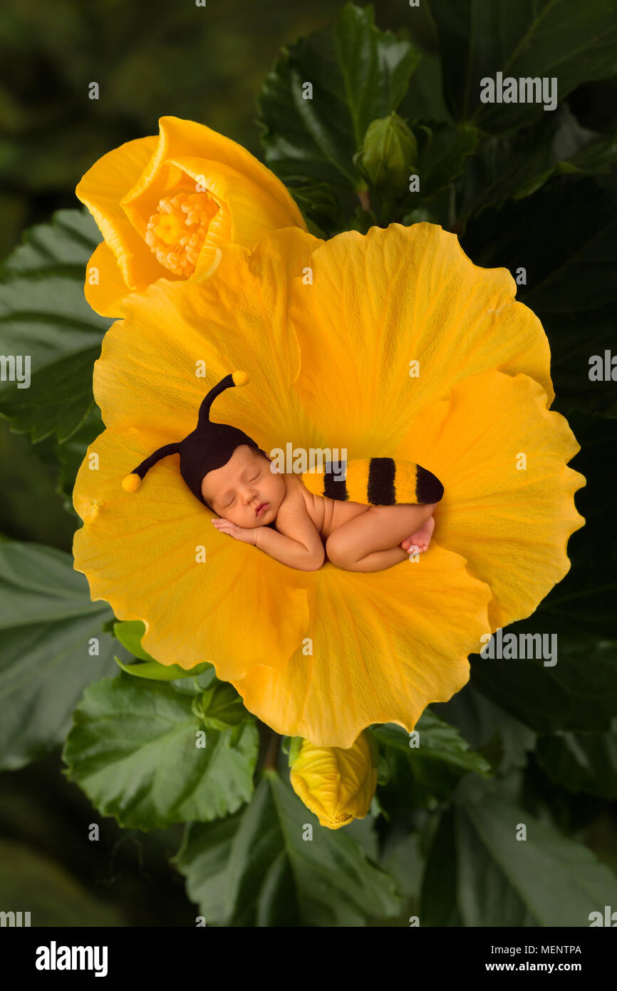 Newborn baby in bee outfit sleeping in a yellow flower Stock Photo