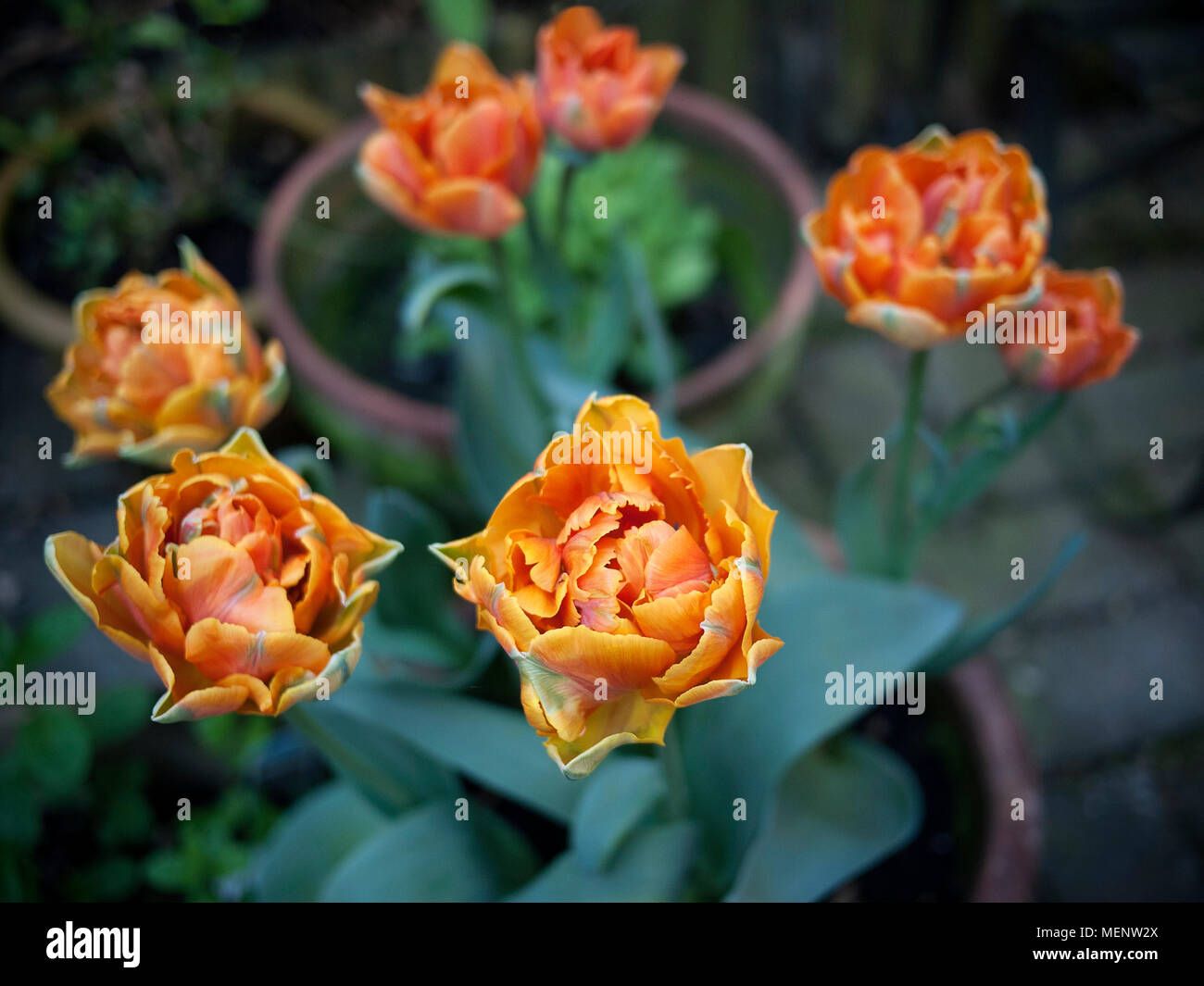 Yellow and Orange Parrot Tulips, in bloom. Stock Photo