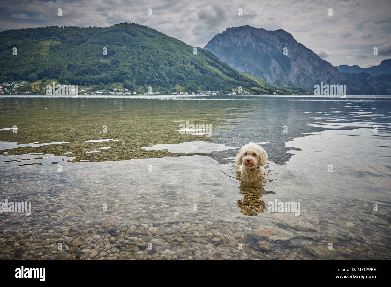 White havanese dog lying in lake Traunsee in Gmunden Salzkammergut Stock Photo