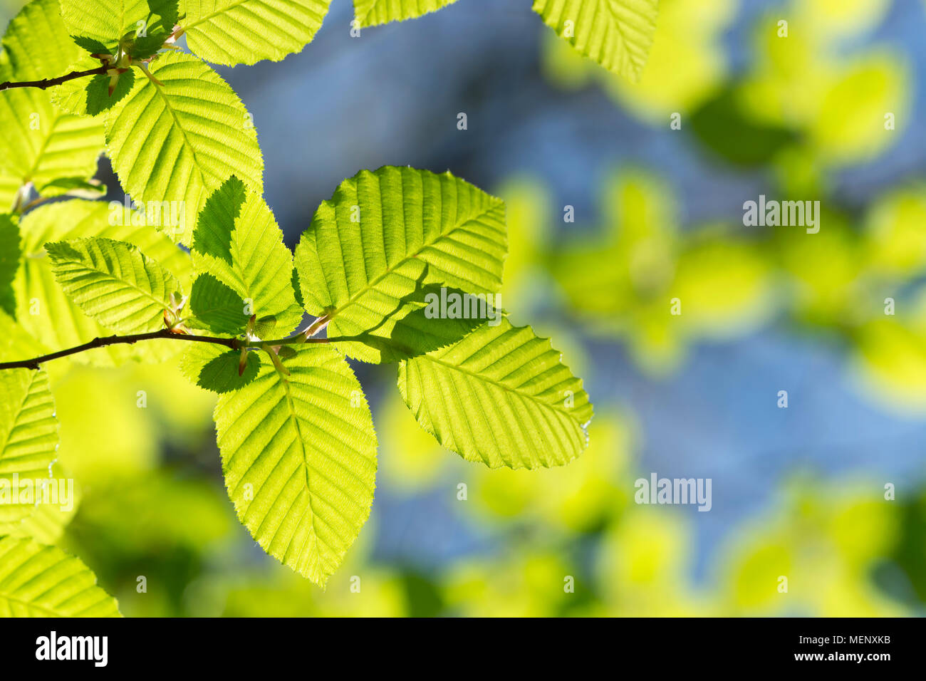 Green leaves in springtime Stock Photo