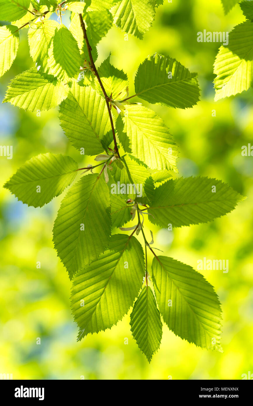 Botany tree leaves hi-res stock photography and images - Alamy