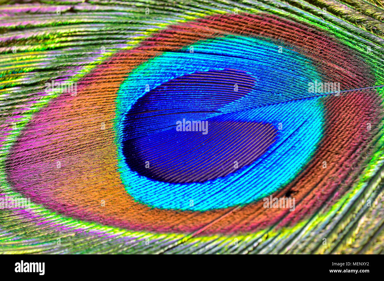 peacock feather top view Stock Photo
