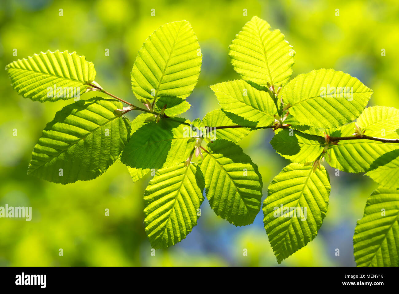 Botany tree leaves hi-res stock photography and images - Alamy
