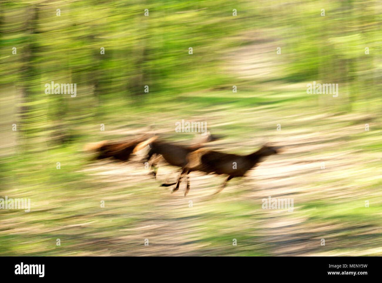 Running deers in spring forest Stock Photo