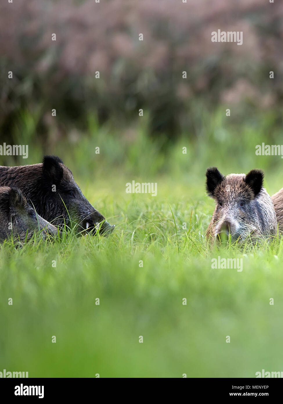 Wild boars in the grass, in the wild Stock Photo