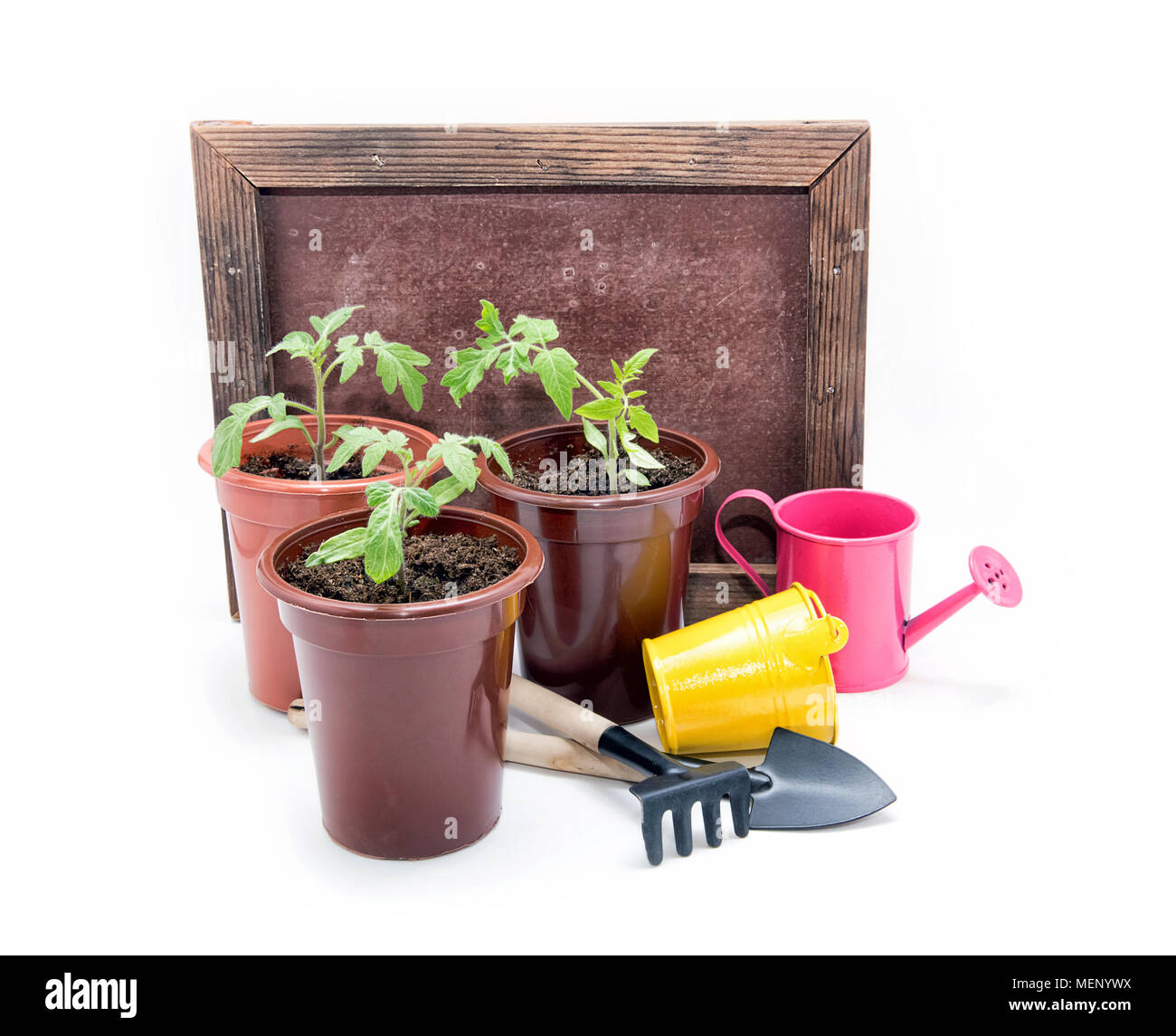 Seedlings of tomatoes in plastic pots on a white background. Cultivation of tomatoes Stock Photo