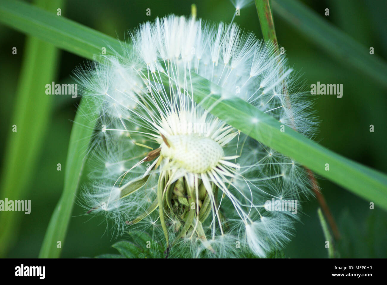 Dandelion on the meadow, spring white flower on the field, dandelion in the nature Stock Photo