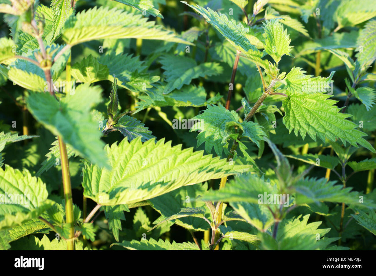 Field of nettles hires stock photography and images Alamy