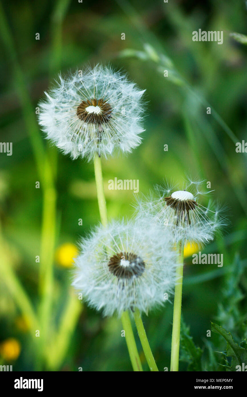 Dandelion on the meadow, spring white flower on the field, dandelion in the nature Stock Photo
