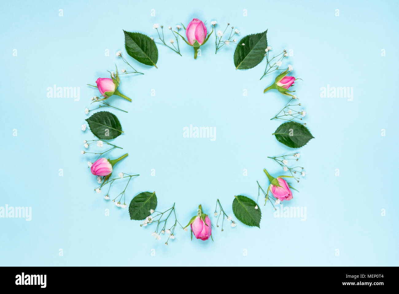 Top view of pink roses and green leaves wreath over blue background. Abstract floral background. Stock Photo