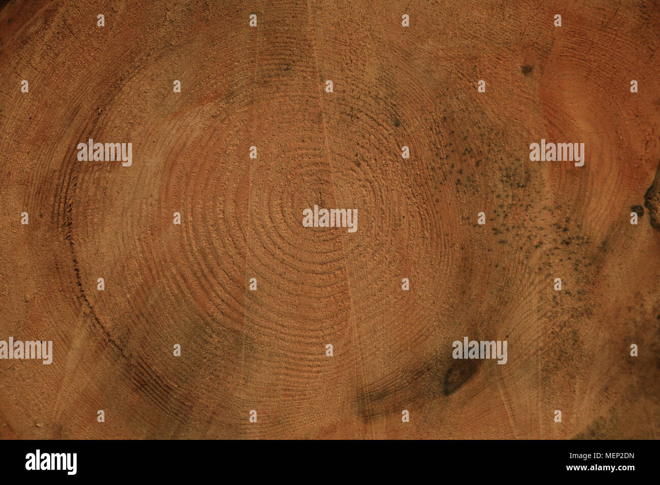Wood texture, wood grain, tree rings, Scotts Pine by Malcolm Buckland, Design Eleven Stock Photo