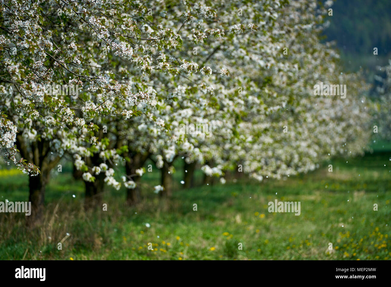 Cherry tree trees orchard in full bloom Stock Photo - Alamy