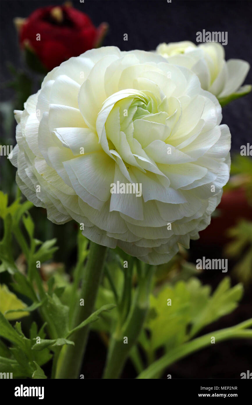 ranunculus flower with spiralling central petals Stock Photo