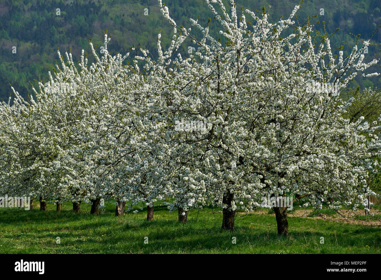 Cherry tree trees orchard in full bloom Stock Photo - Alamy