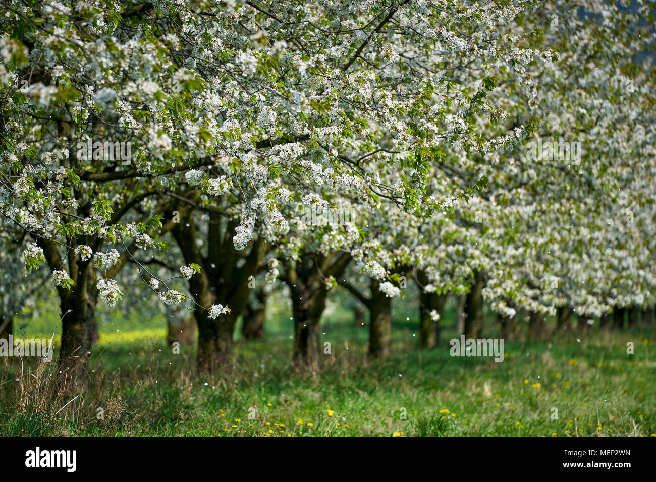 Cherry tree trees orchard in full bloom Stock Photo - Alamy