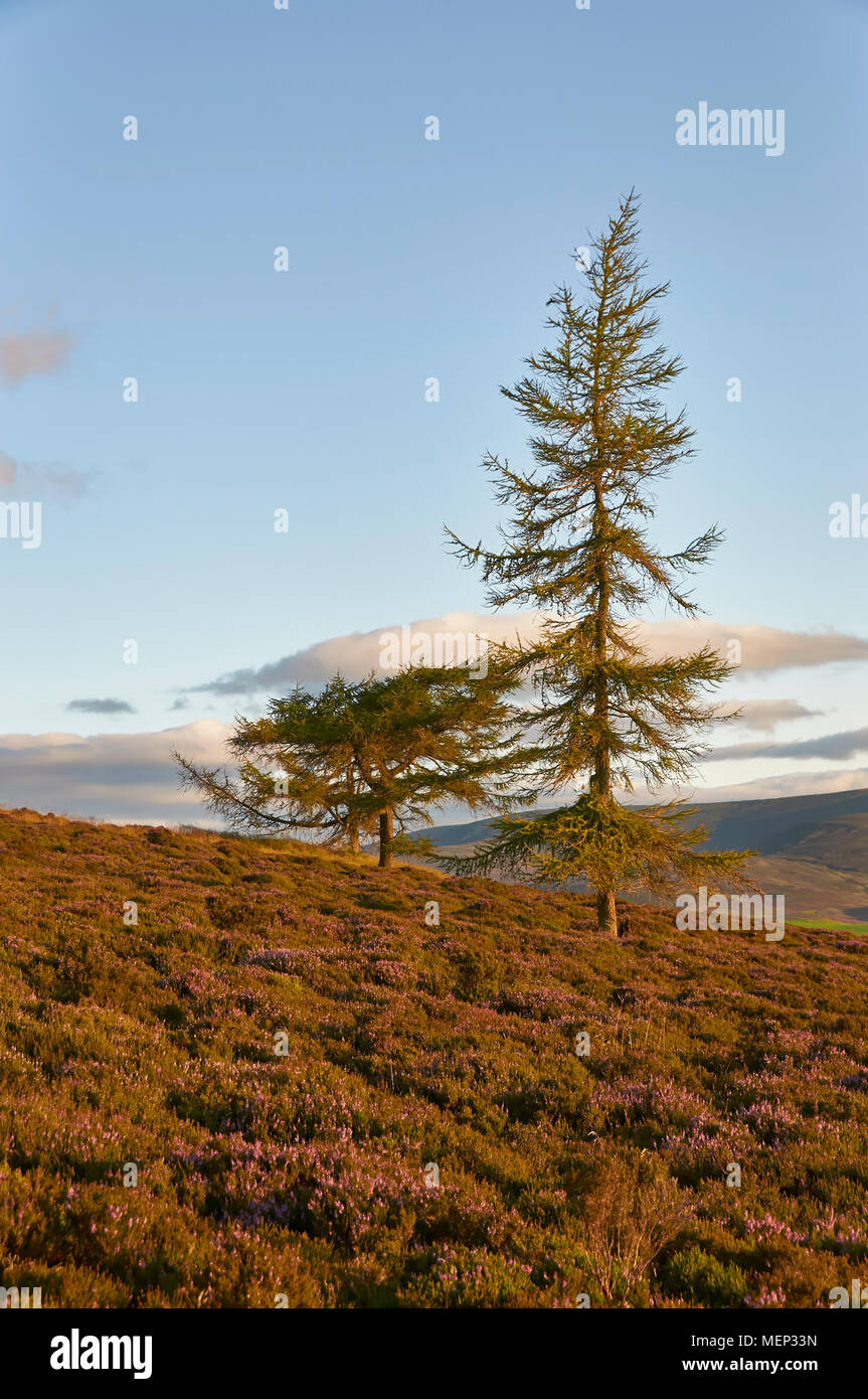 A pair of Scots pine growing within the heather filled slopes of the Brown Caterthun Pictish Fort near Edzell in Angus, Scotland. Stock Photo