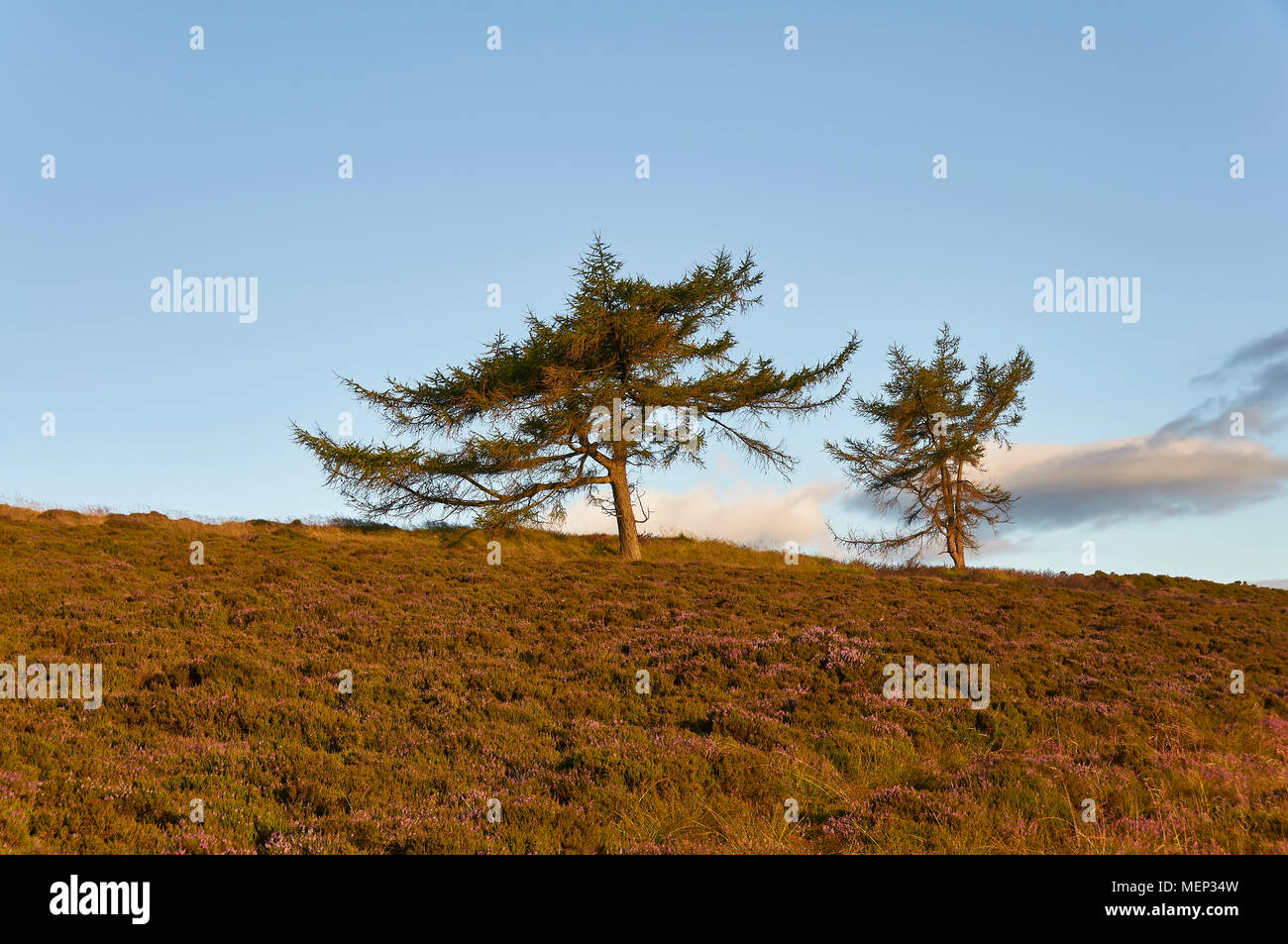 Scots Pines on the heather filled slope of the Brown Caterthun Pictish Hill Fort near Edzell, in Angus, Scotland. Stock Photo