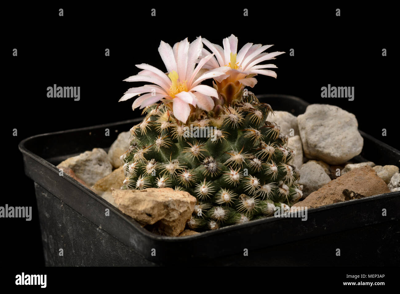 Cactus Pediocactus knowltonii with flower isolated on Black Stock Photo