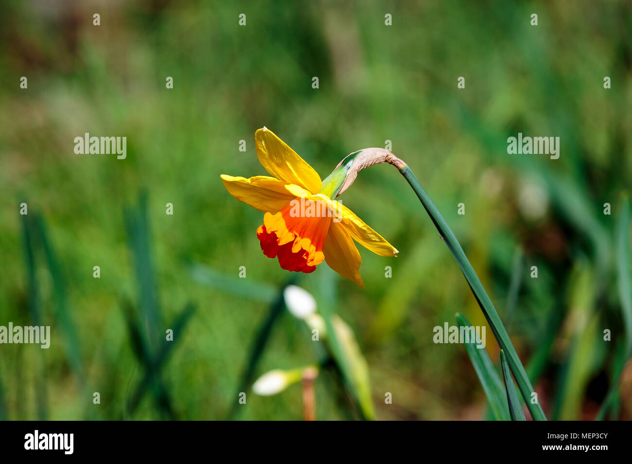Japanese daffodil hires stock photography and images Alamy