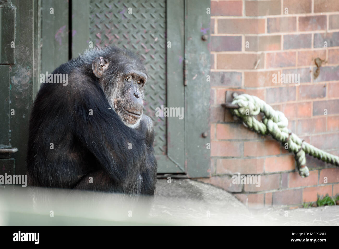 A chimp sat deep in thought Stock Photo