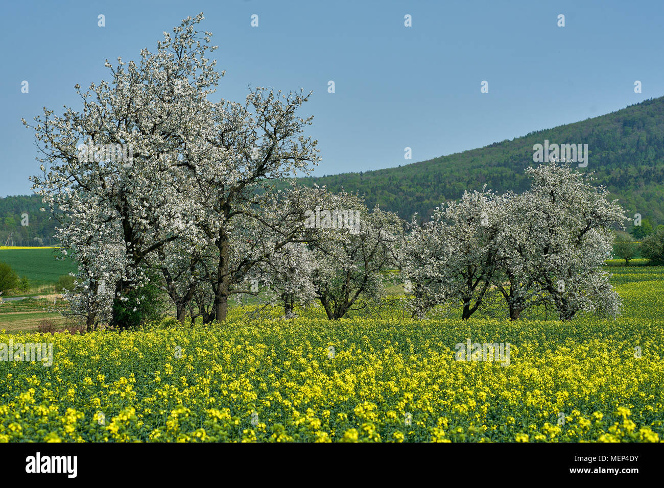 Cherry tree trees orchard in full bloom Stock Photo - Alamy