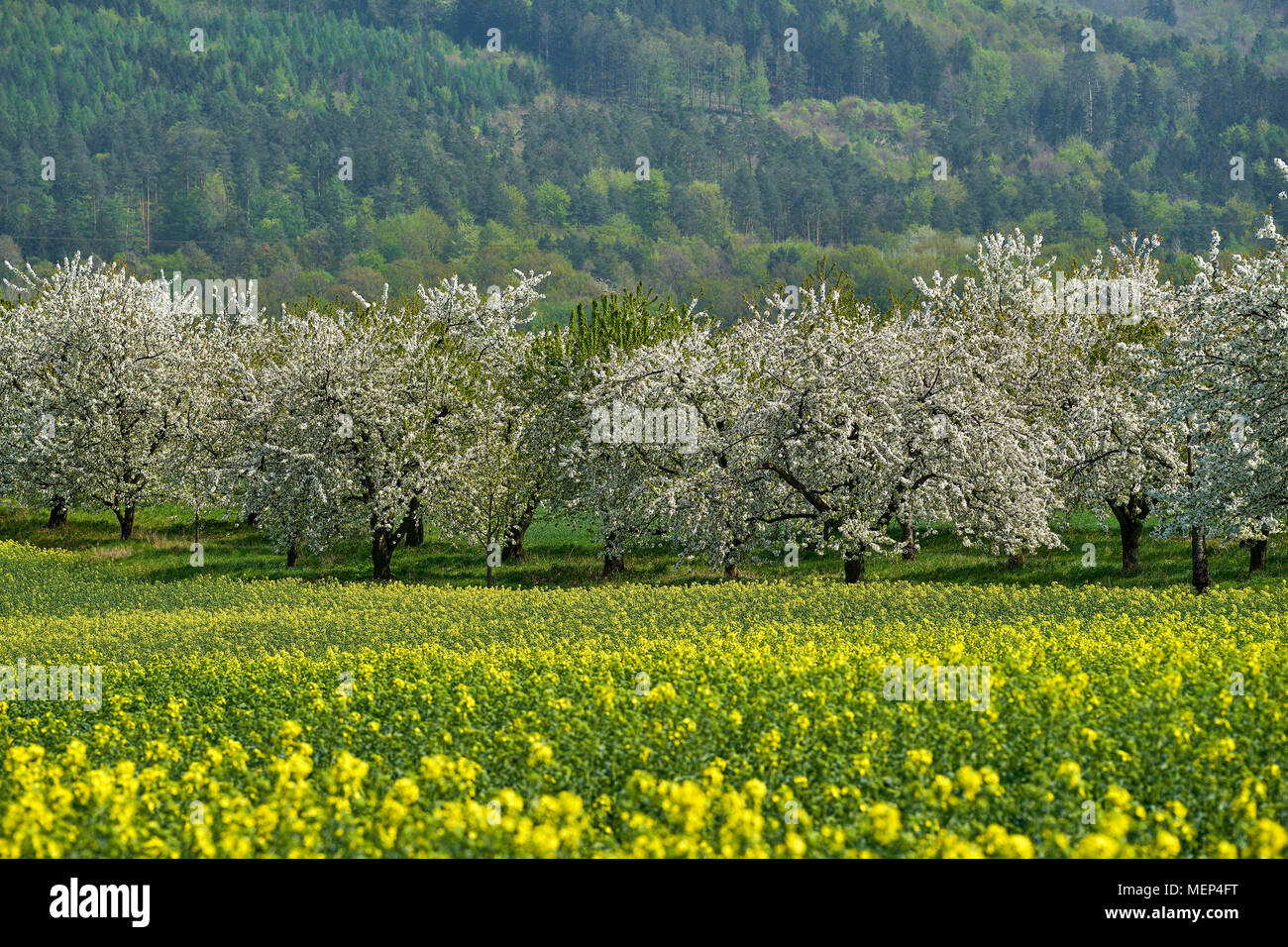 Cherry tree trees orchard in full bloom Stock Photo - Alamy