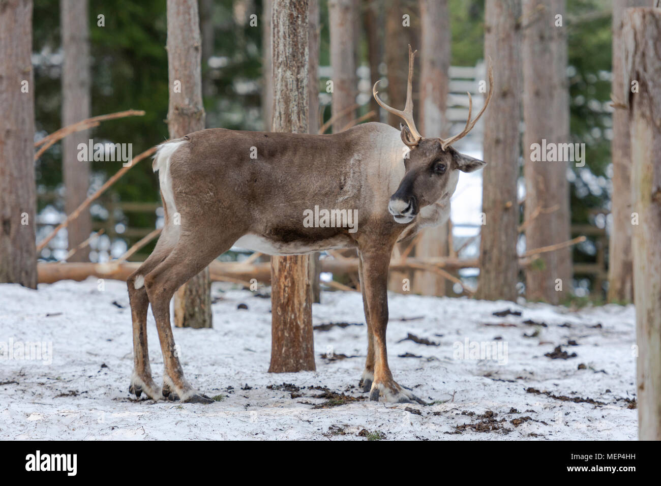Forest reindeer Stock Photo