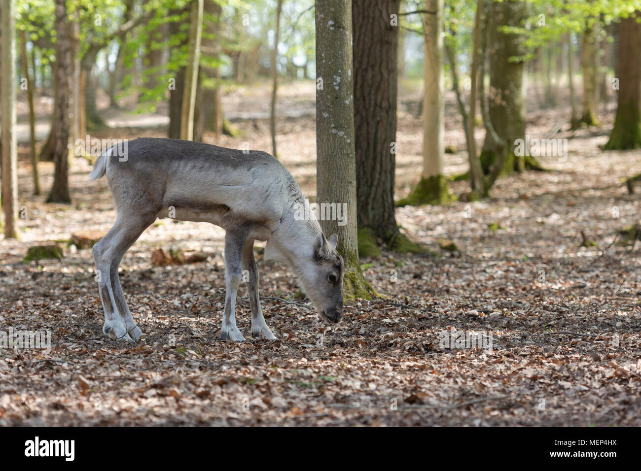 Forest reindeer Stock Photo